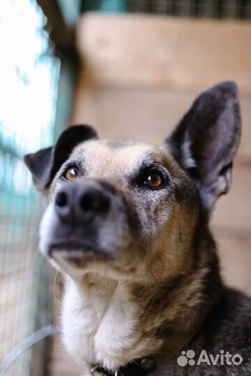 Классный взрослый пёс мечтает о своем доме