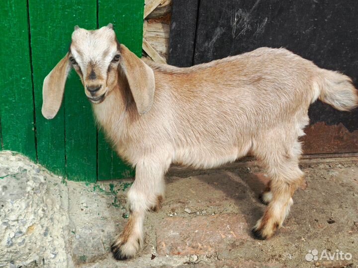 Нубийский козлик