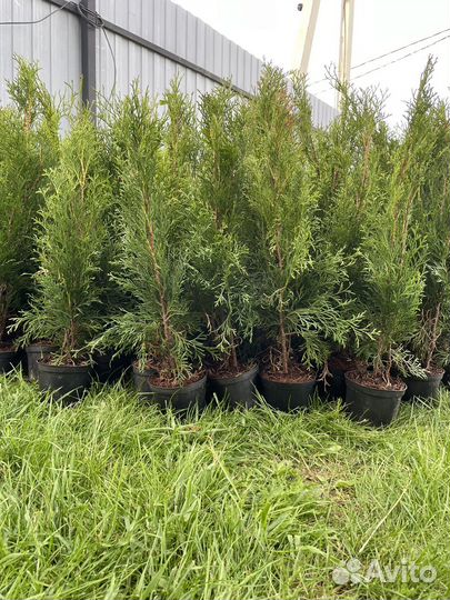 Туя смарагд туи красивые