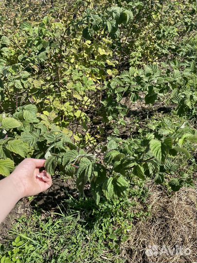 Саженцы Малины Пшехиба