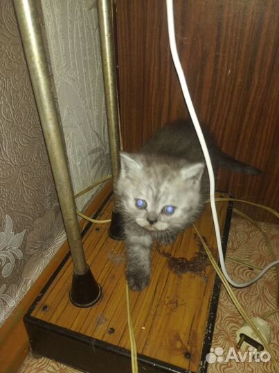 Британские котята