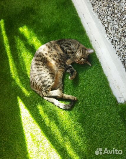 Котик Ярик 2года