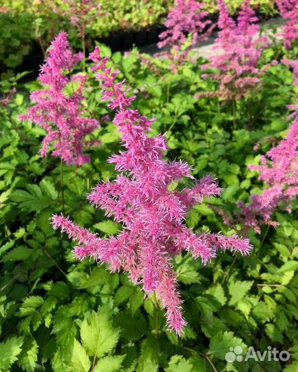 Астильба многолетняя садовая