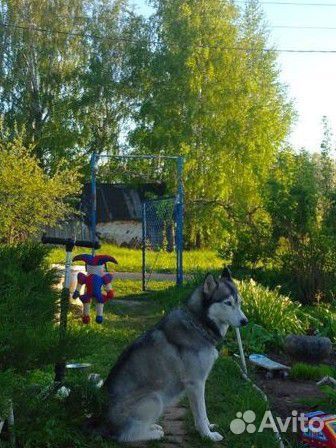 Сибирский хаски