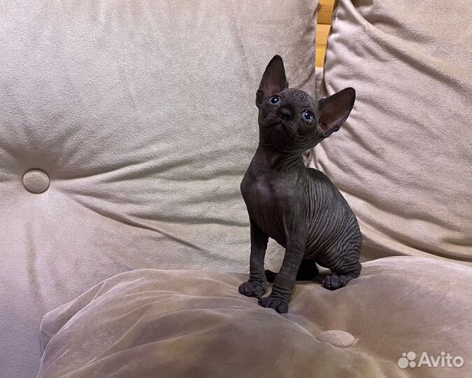 Канадский сфинкс