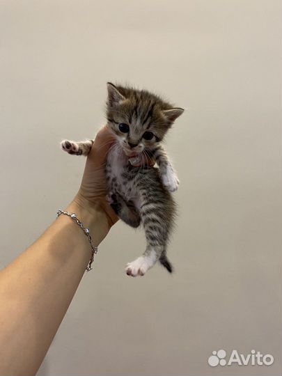 Британская кошка бесплатно