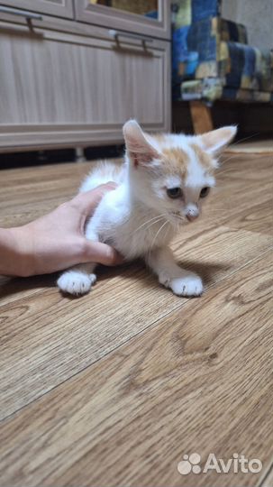 Котятки