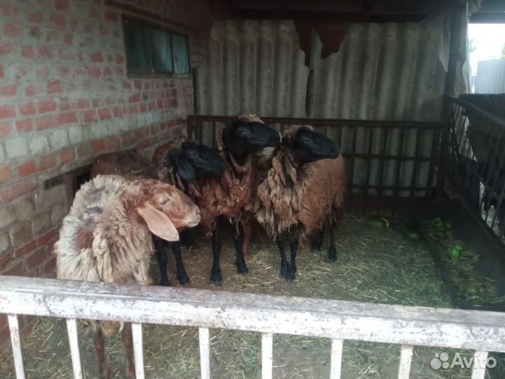 Овцы бараны
