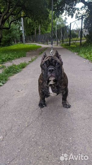 Собаки щенки