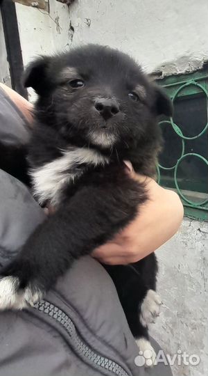 Отдам бесплатно щенков