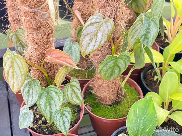 Филодендрон Брандтианум