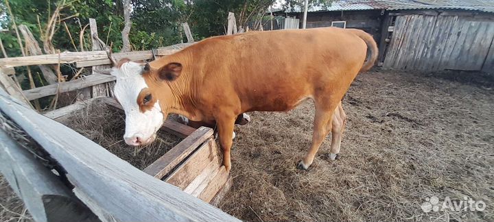 Тёлка 1.6 месяцев