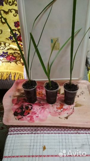 Комнатные цветы Финиковая пальма,выращена из косто