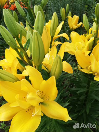 Лилии луковицы