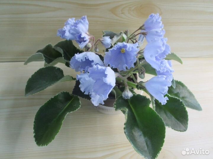 Сортовые фиалки (листы и детки)