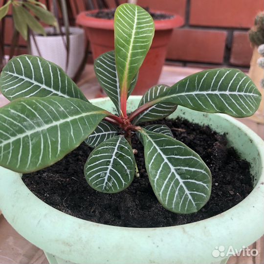 Молочай беложильчатый