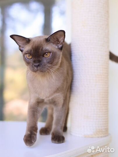 Котенок бурма