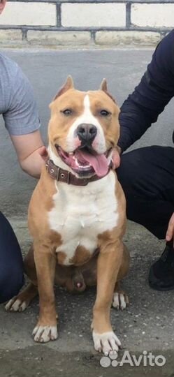 Вязка Стаффордширский терьер