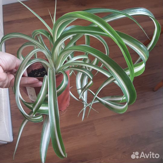 Диффенбахия, хлорофитум, хедера, фикус