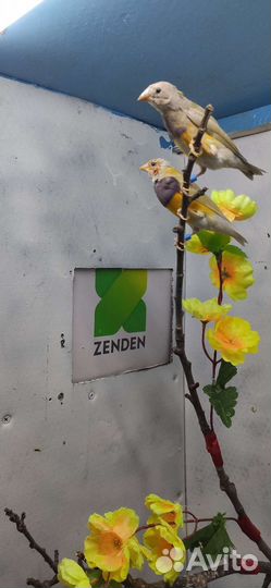 Амадины Гульда