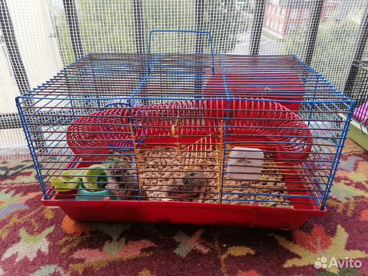 Хомяки, клетки (заводчик)