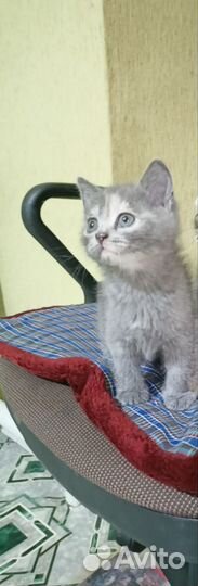 Котята 1,5 месяца