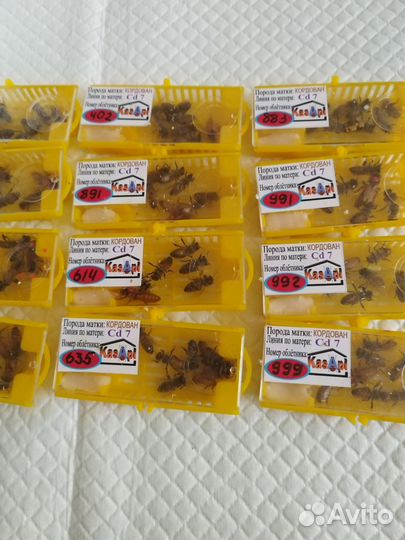 Пчелы, пчелопакеты 2024г