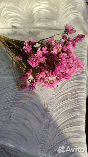 Статица сухоцвет