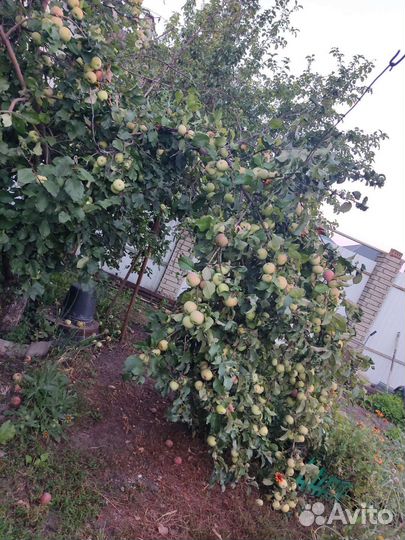 Яблоки сок яблочный