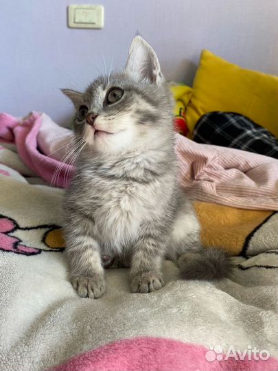 Котенок