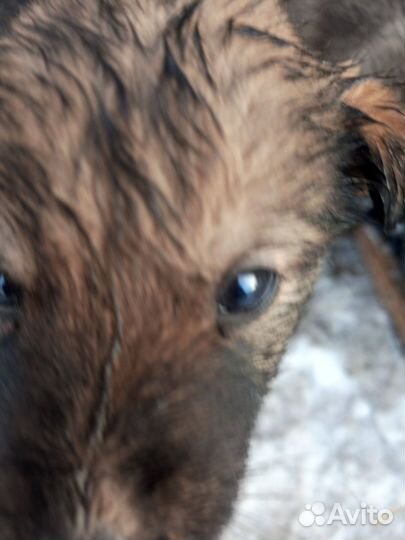 Щенки на улице