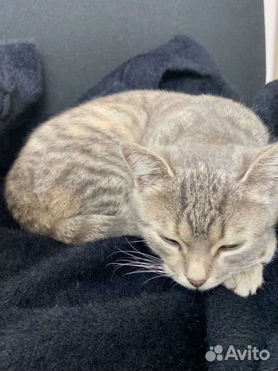 Кошка в дар