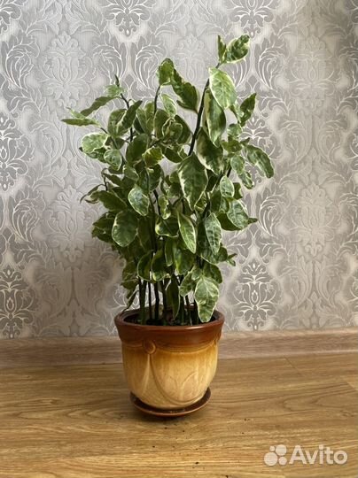 Педилантус