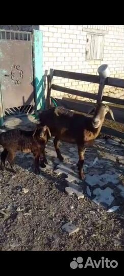 Овцы бараны