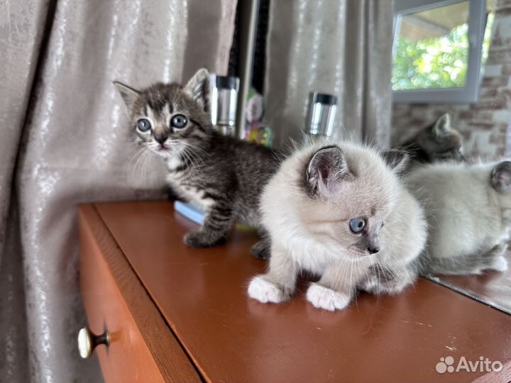 Отдам котят в добрые руки