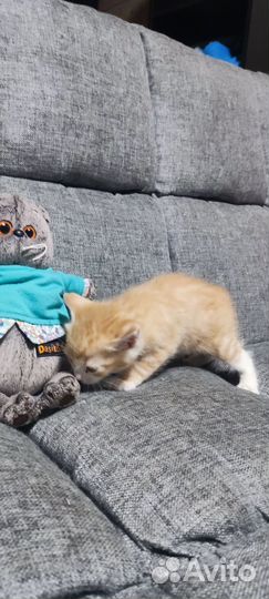 Рыжий котенок в добрые руки