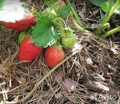 Мульча хвойный опад