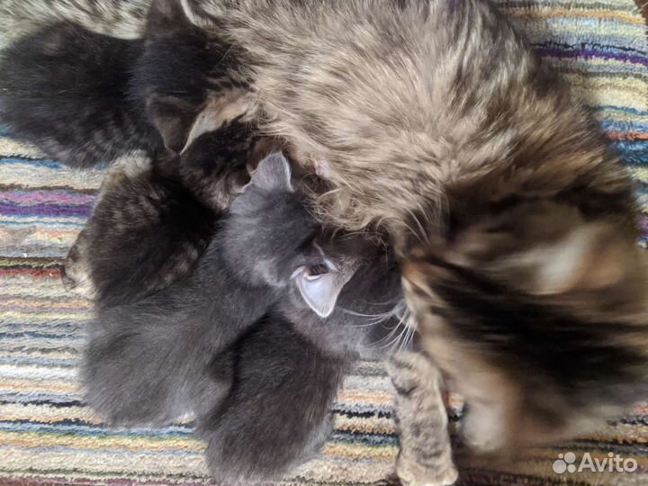 Котята метисы