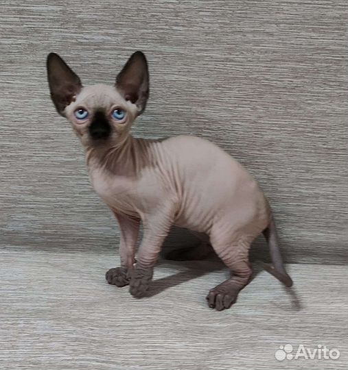 Канадский сфинкс