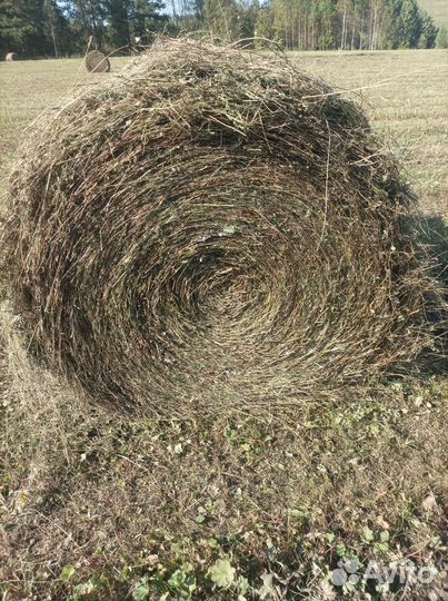 Продам сено в рулонах