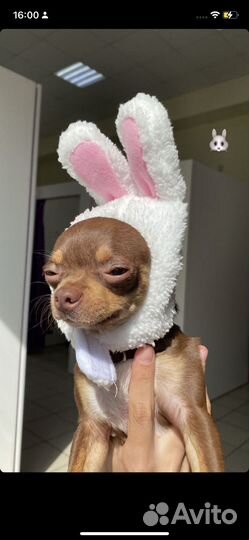 Вязка кобель чихуахуа