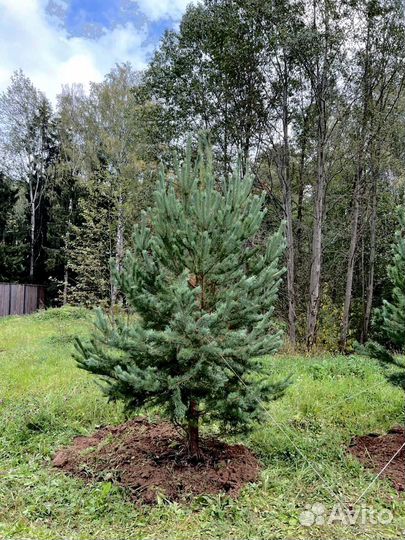 Саженец сосны 282 см