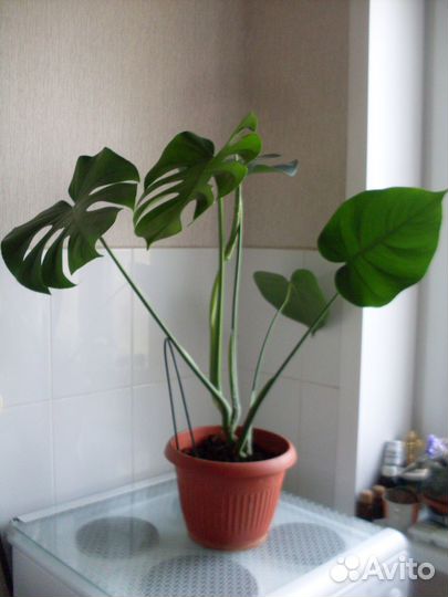 Монстера Делициоза, цветок с горшком 450 и1500