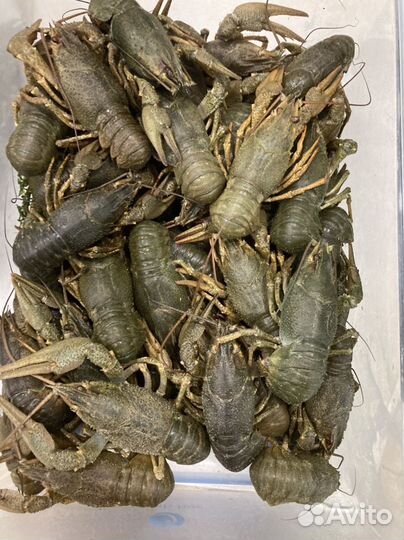 Живые раки бодрые чистые