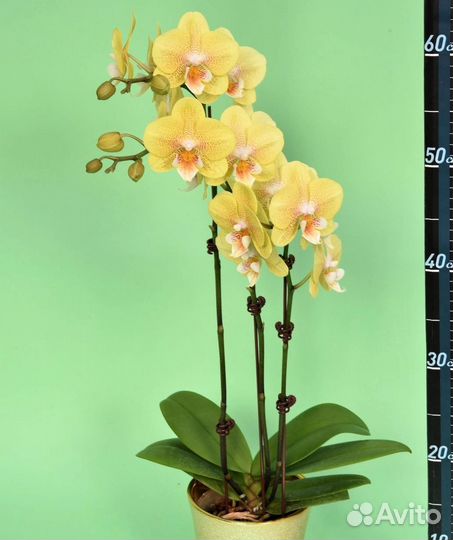 Орхидея фаленопсис