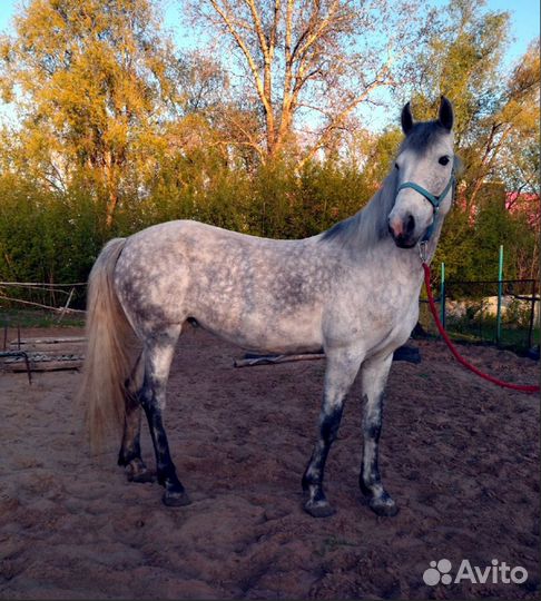 Продажа лошадь с жеребенком