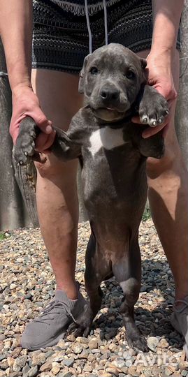 Щенок питбуля