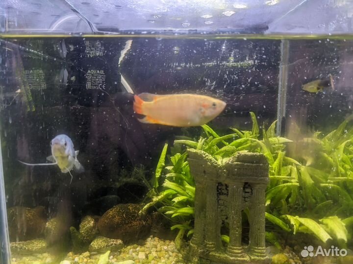 3 аквариумные рыбки бесплатно