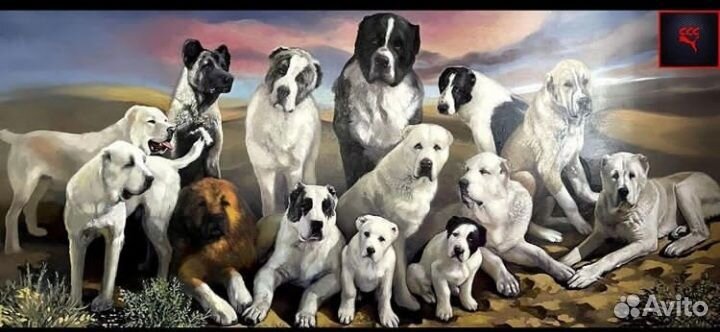 Щенки алабая