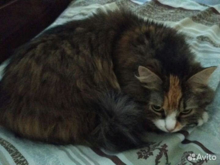 Отдам кошку бесплатно в добрые руки